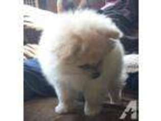 Pomeranian Puppy for sale in HARVARD, IL, USA