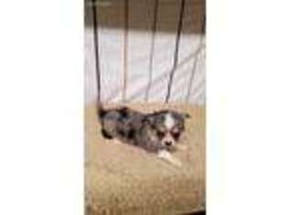 Chihuahua Puppy for sale in Mansfield, MO, USA