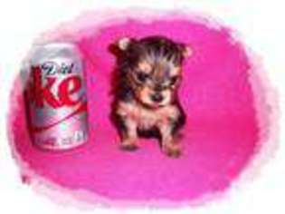 Yorkshire Terrier Puppy for sale in SAN JACINTO, CA, USA
