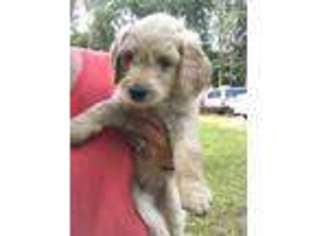 Goldendoodle Puppy for sale in Warner, NH, USA