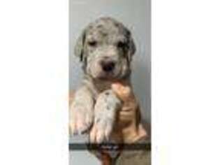 Great Dane Puppy for sale in Lowry City, MO, USA