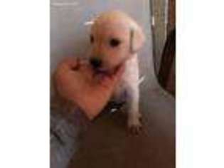 Labrador Retriever Puppy for sale in Salem, WI, USA