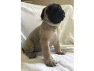 Mastiff Puppy for sale in Norman, OK, USA
