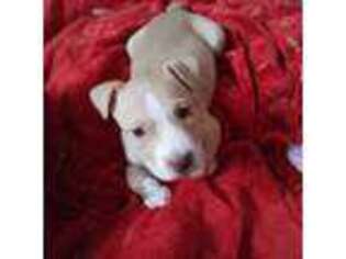 Mutt Puppy for sale in Odenville, AL, USA