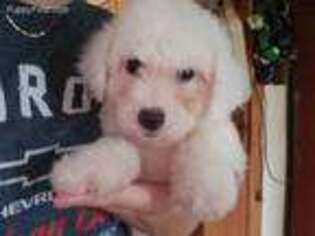 Bichon Frise Puppy for sale in West Brookfield, MA, USA