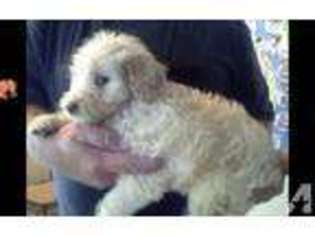 Labradoodle Puppy for sale in ESCALON, CA, USA