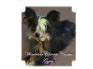 Chinese Crested Puppy for sale in Bland, MO, USA