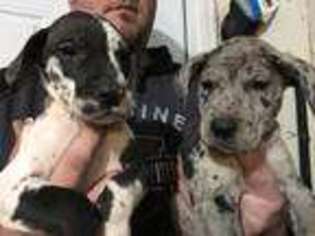 Great Dane Puppy for sale in Decatur, IN, USA