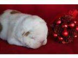 Bulldog Puppy for sale in Elbert, CO, USA
