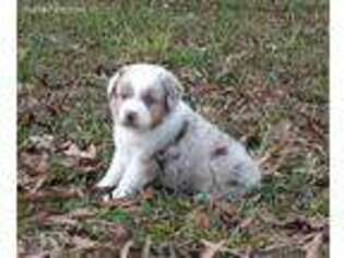 Miniature Australian Shepherd Puppy for sale in Liberty, TX, USA