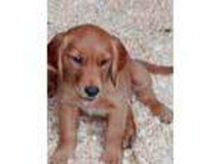 Golden Retriever Puppy for sale in Spotsylvania, VA, USA