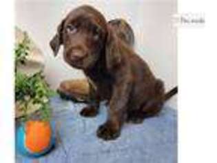 Labrador Retriever Puppy for sale in Omaha, NE, USA