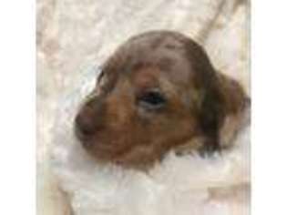 Dachshund Puppy for sale in Camden, AL, USA