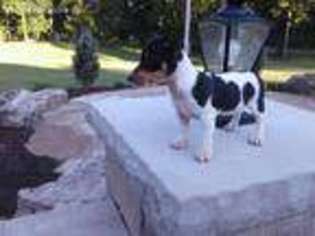 Jack Russell Terrier Puppy for sale in Benton, IL, USA