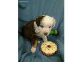 Miniature Australian Shepherd Puppy for sale in Julian, NC, USA