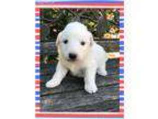 Great Pyrenees Puppy for sale in Orient, OH, USA