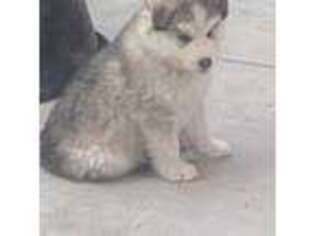 Alaskan Malamute Puppy for sale in Meridian, ID, USA