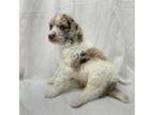 Mutt Puppy for sale in Sunbury, OH, USA