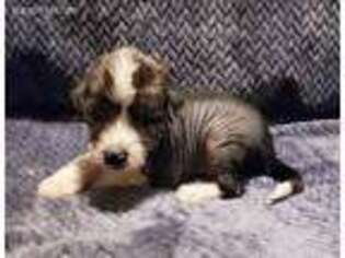 Chinese Crested Puppy for sale in Bloomington, IL, USA