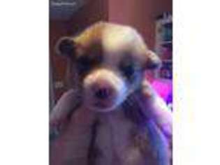 Pembroke Welsh Corgi Puppy for sale in Columbus, GA, USA