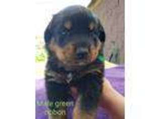 Rottweiler Puppy for sale in Gouverneur, NY, USA