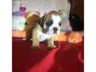 Bulldog Puppy for sale in Slovan, PA, USA