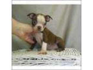 Boston Terrier Puppy for sale in MILFORD, MA, USA