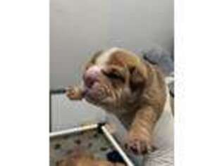 Bulldog Puppy for sale in Boston, MA, USA