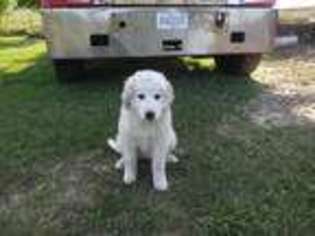 Great Pyrenees Puppy for sale in Copemish, MI, USA