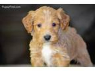 Goldendoodle Puppy for sale in Ann Arbor, MI, USA