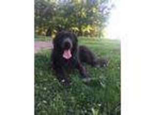 Newfoundland Puppy for sale in Exeter, MO, USA