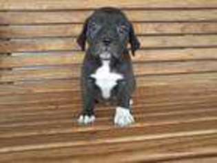Cane Corso Puppy for sale in Odon, IN, USA