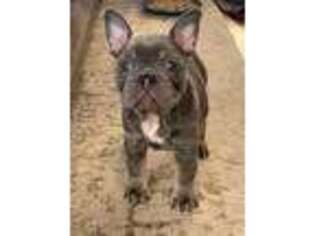 French Bulldog Puppy for sale in Bentonville, AR, USA