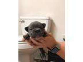 French Bulldog Puppy for sale in Folsom, LA, USA