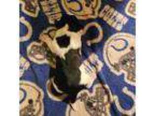 Mutt Puppy for sale in Niles, MI, USA
