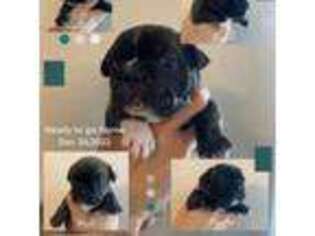 French Bulldog Puppy for sale in El Mirage, AZ, USA