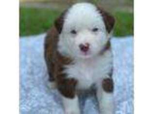 Australian Shepherd Puppy for sale in Lawrenceville, GA, USA