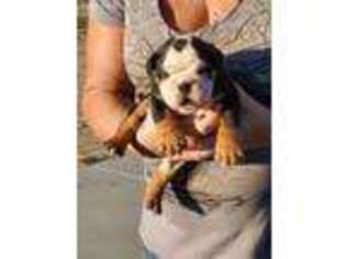 Bulldog Puppy for sale in Winchester, CA, USA