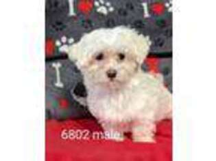 Maltese Puppy for sale in Clare, IL, USA