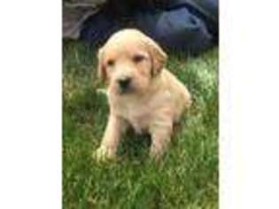 Labradoodle Puppy for sale in Littleton, CO, USA