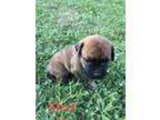 Bullmastiff Puppy for sale in Dundee, NY, USA