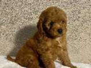 Cavapoo Puppy for sale in Buckhead, GA, USA