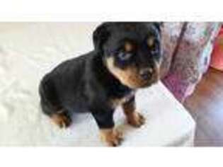 Rottweiler Puppy for sale in Carson City, MI, USA