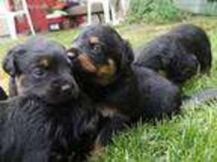 Rottweiler Puppy for sale in Wenatchee, WA, USA