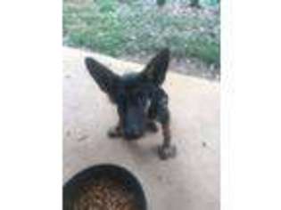 German Shepherd Dog Puppy for sale in Gatewood, MO, USA