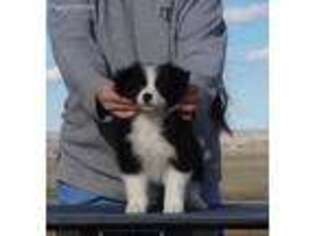 Border Collie Puppy for sale in Peyton, CO, USA