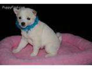Shiba Inu Puppy for sale in Stamford, NE, USA