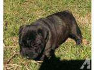 French Bulldog Puppy for sale in ALLEN, TX, USA