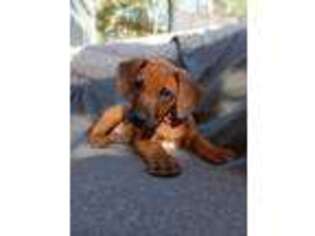 Rhodesian Ridgeback Puppy for sale in Kailua Kona, HI, USA