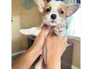 Pembroke Welsh Corgi Puppy for sale in La Puente, CA, USA